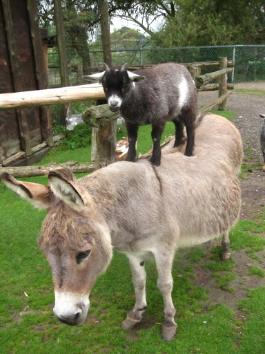 safari zoo camp ontario